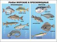 Плакат Рыбы морские и пресноводные