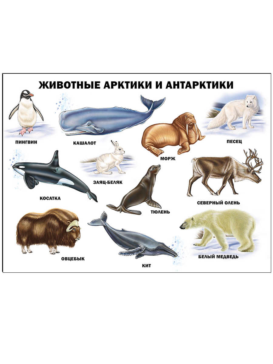 Плакат Животные Арктики и Антарктики