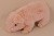 Свинка 617-А оч.мягкая 30см  — продажа оптом и в розницу в интернет-магазине игрушек «Флинт»