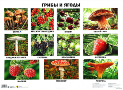 Плакат Грибы и ягоды  — продажа оптом и в розницу в интернет-магазине игрушек «Флинт»